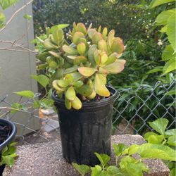 Suculentas,succulent 