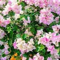 Bougainvillea 'Rosenka' Pink live plant well rooted in 6” in pot