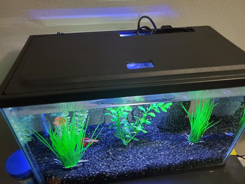 Fish Tank 5 Gallons