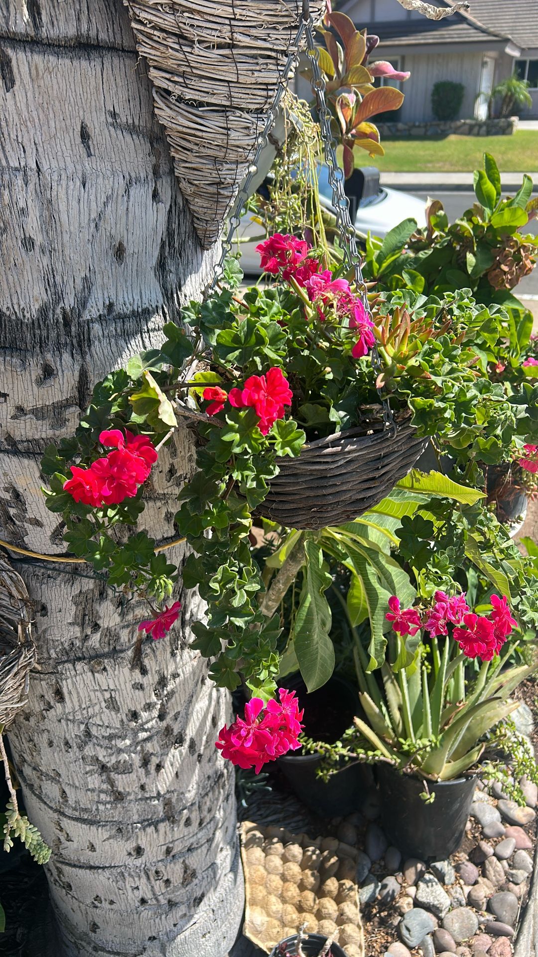 Geranium Plant