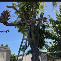 Need Your Tree Cut Let Me Know Hablo Español