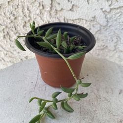 3 Inch Pot Hanging Succulent Plant - Senecio  Herreianus - String of Tears / String of Watermelon - Trailing Succulent - Established Plant - 🪴