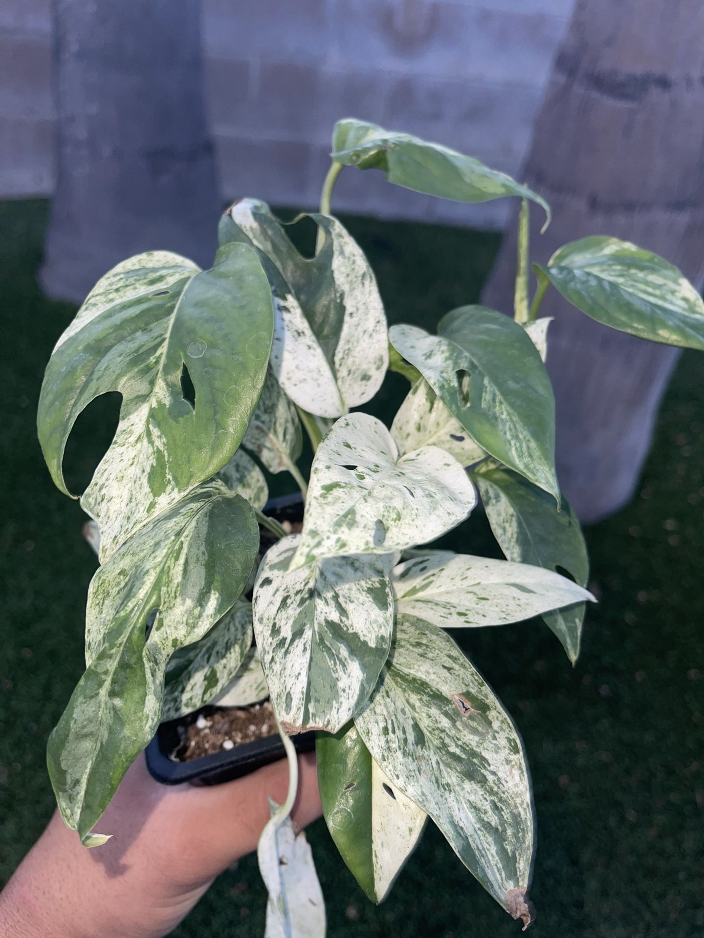 Albo Epipremnum Pinnatum Indoor Plant