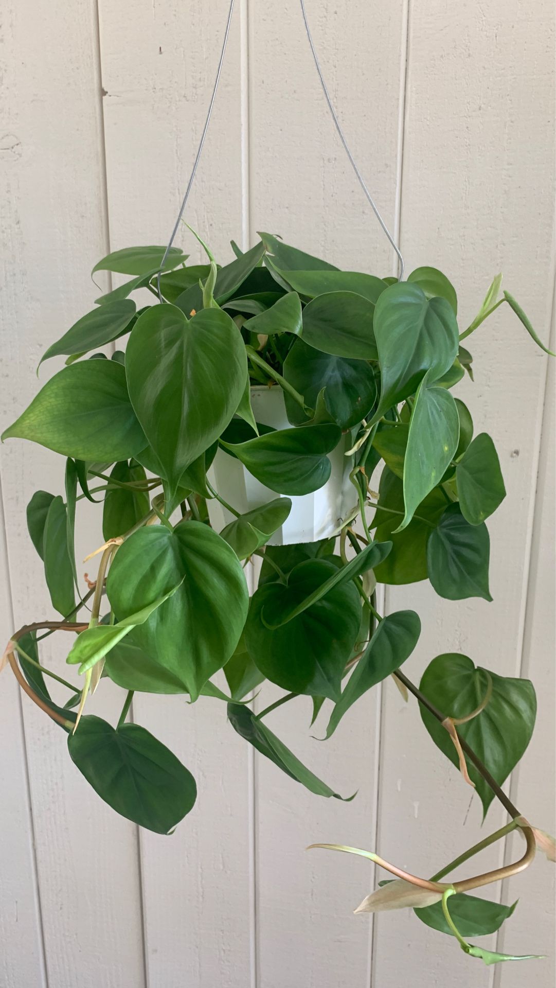 Heart leaf philodendron hederaceum plant