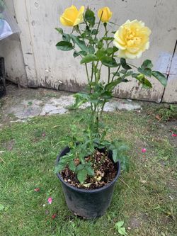 Outdoor rose