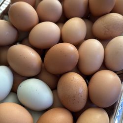 Fresh Eggs 