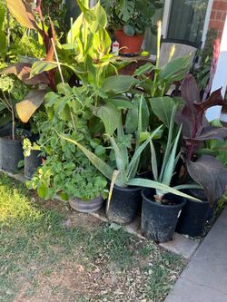 Last And Final Chance to purchase plants