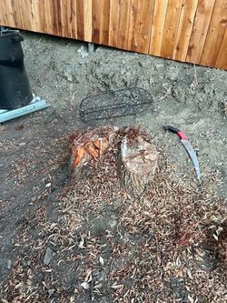 🪵🦦Stump Grinding🦦🪵🦦