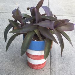 $6 Purple Heart Plant In Painted Red White And Blue Clay Pot