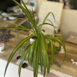 Spider Plant!