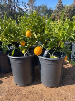 5 Gallon Size- Fruiting Age- Citrus Trees