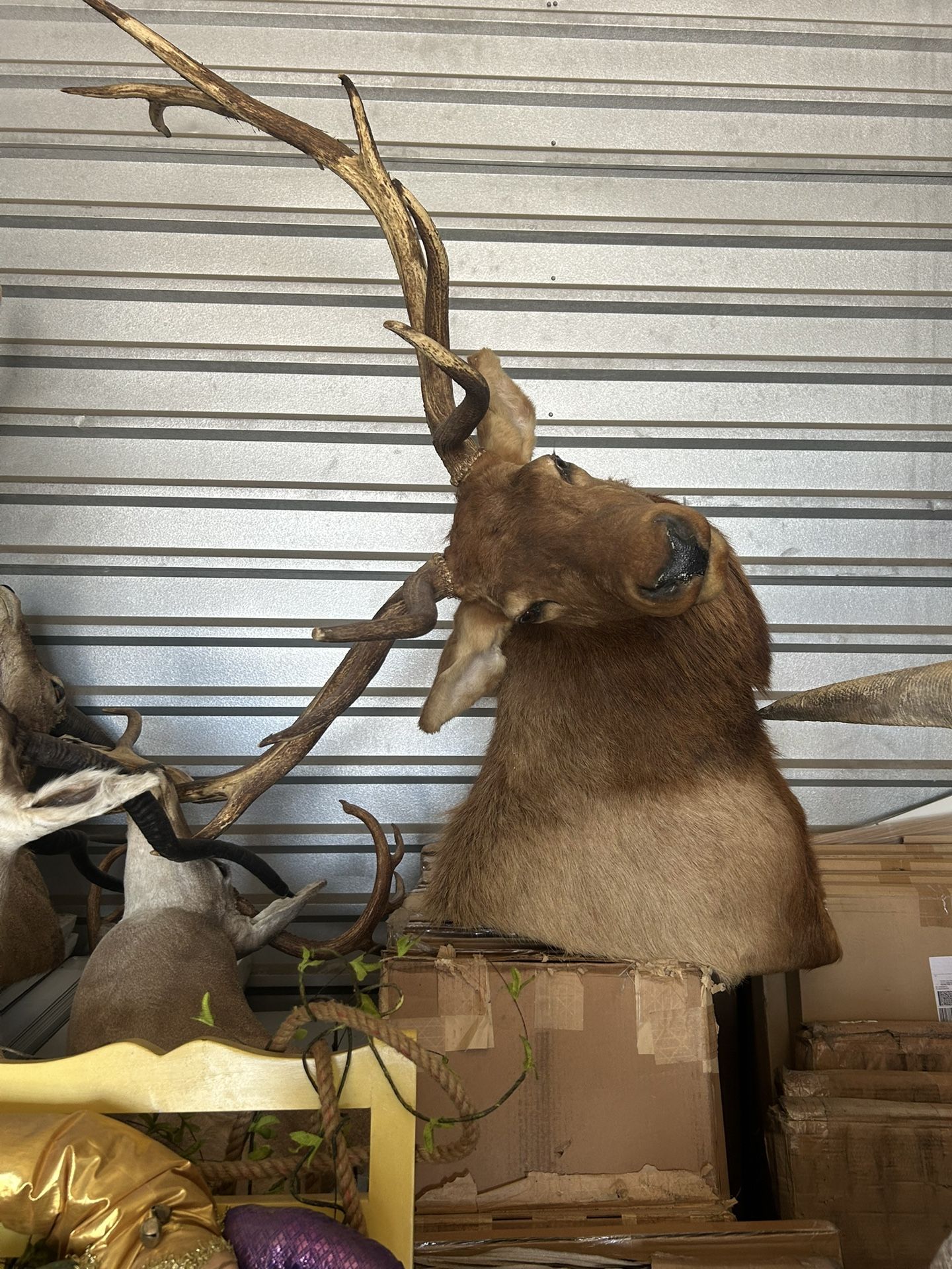 Rocky Mountain Elk Taxidermy Head