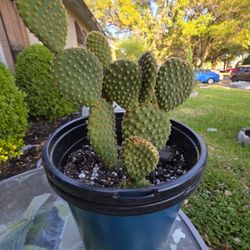 Cactus