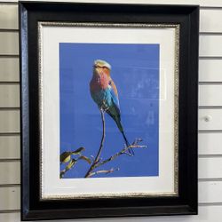 Paul Milley Colorful Bird on Branch Framed Photograph