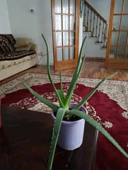 Aloe vera Aloe vera