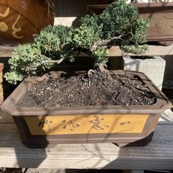 Bonsai Juniper Ceramic Pot 