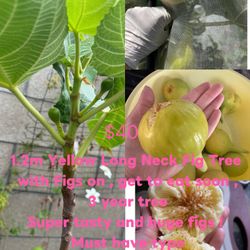 Yellow Long Neck Fig Tree 3years With Figs On $40