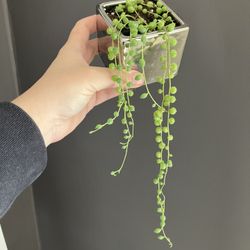 String Of Pearl Plant