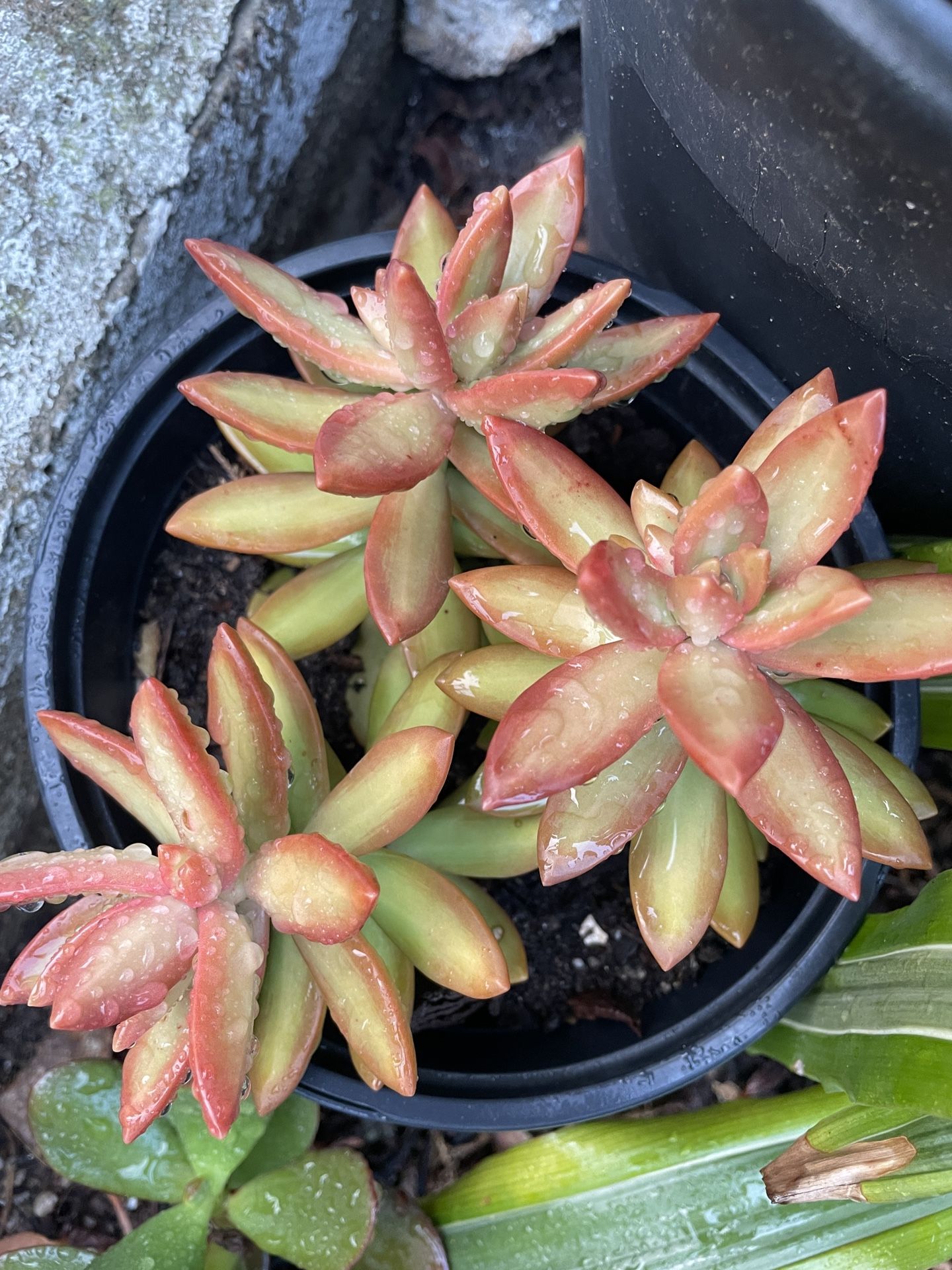 6in Pot Crassula Succulent Plant
