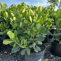 Clusias 7 Gallon Plants