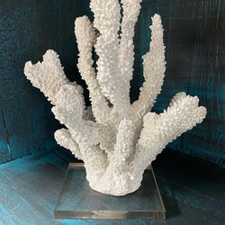 Beautiful Coral Decore On Base 