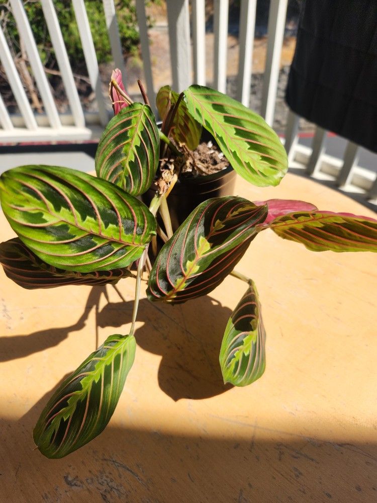4 Inch Prayer Plant
