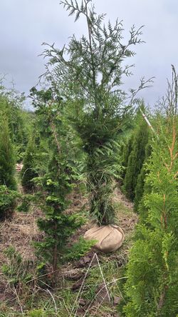 Plant for sale