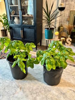 Healthy Potted Sweet Basil Plant