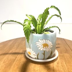 Bird's-Nest Fern For Sale 🪴Plant & Planter Brand New