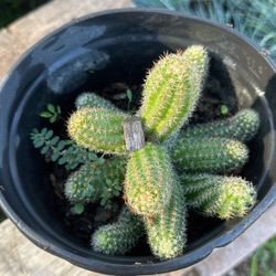 Plants