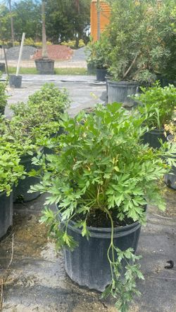 Fresh Parsley - 3 Gallons For $12