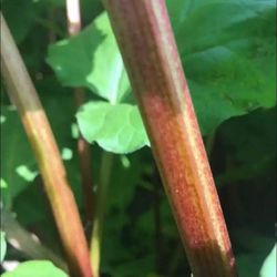 Rhubarb Stalks