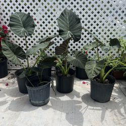 BLACK ELEPHANT EARS PLANTS IN PLASTIC POT FOR SALE 