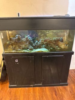 60gl saltwater tank