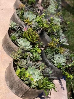 Succulent Arrangements