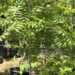  Chinese Pistache Keith Davey