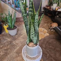 2ft 4in Sansevieria Snake Plant In Ceramic Pot With Stones 
