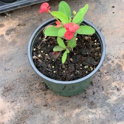 Crown of Thorns Queen Millionaire Euphorbia Milii Hybrid