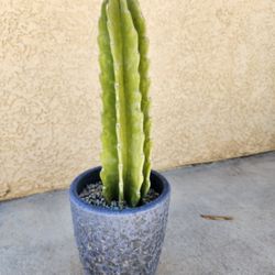 Peruvian Apple Cactus 🌵 With Sturdy Planter