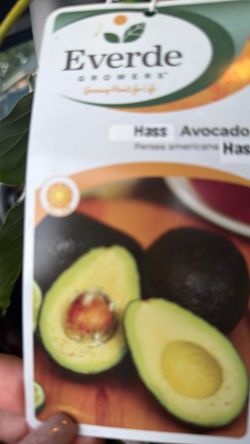 Has avocado