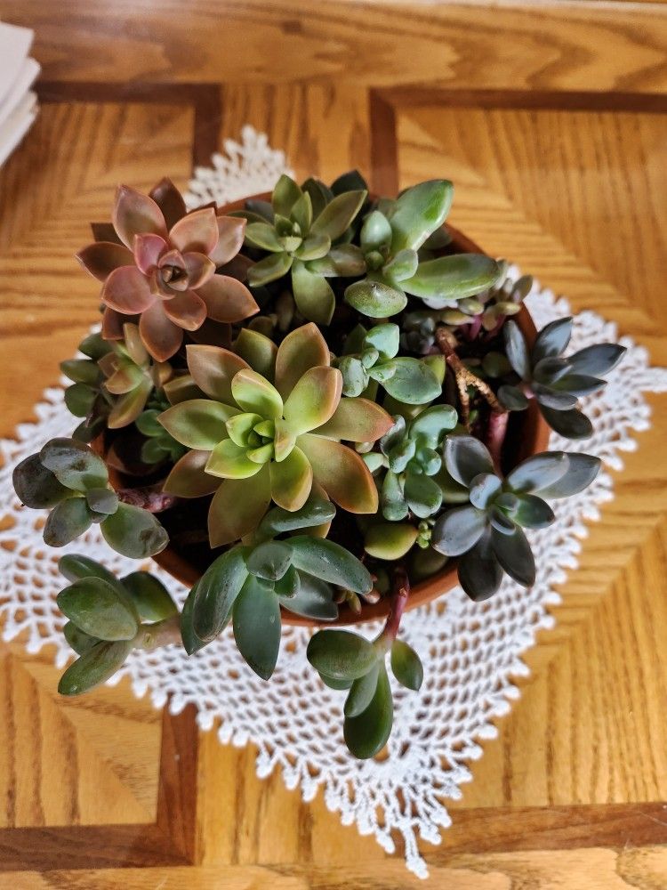 Succulents
