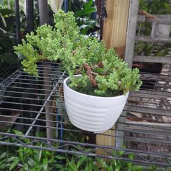 Bonsái juniper in 6” pot. SPECIAL PRICE 🤩