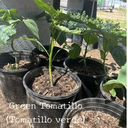 Tomatillo Plant (2 gallons) 