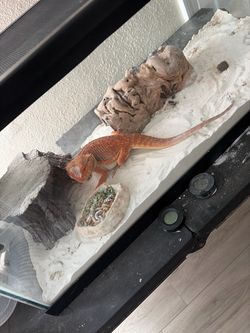 Reptile tank