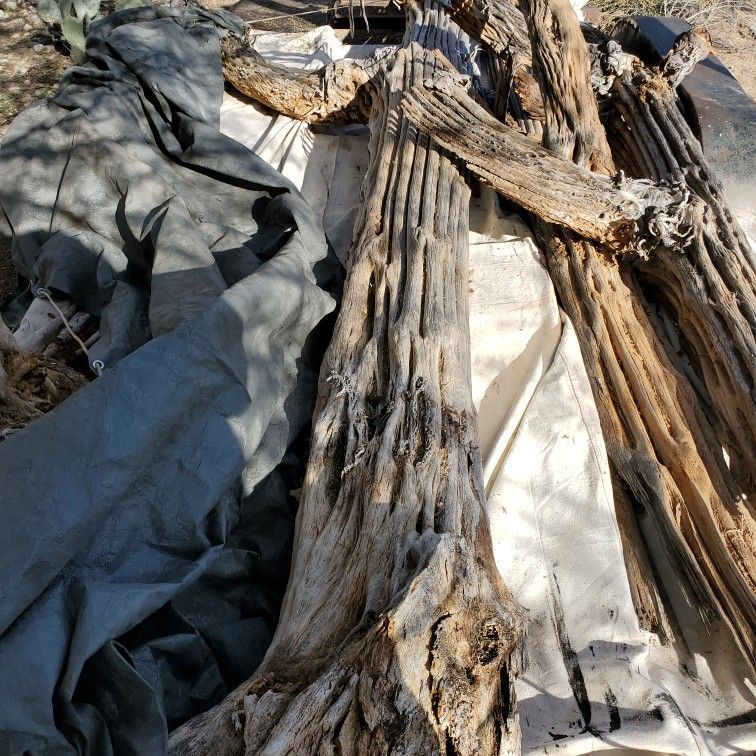 Saguaro Cactus Ribs
