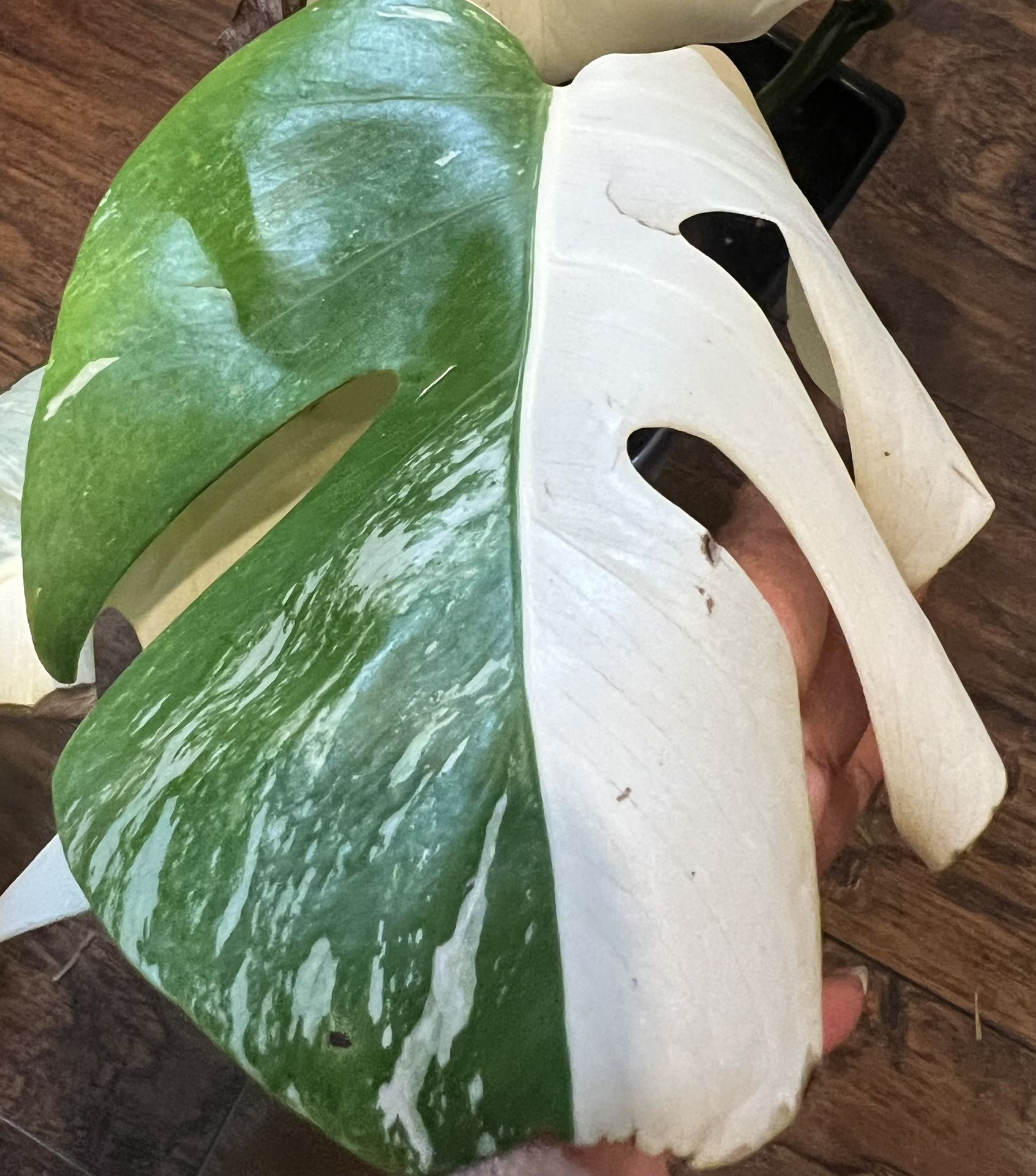 Variegated Monstera Albo Half Moon Plant Cutting (pls Read Description Below)