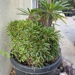 Crested Madagascar Palm Cactus Tree Tropical Rare Plant 