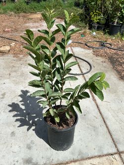Guava plant