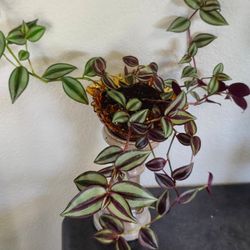 Very pretty trailing inch plants