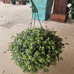Bolivian Jew Beautiful And Healthy HANGING BASKETS PLANTS ARRIVED. $14 each
